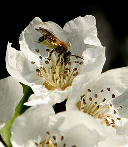 Insektbestøvning af pæreblomst