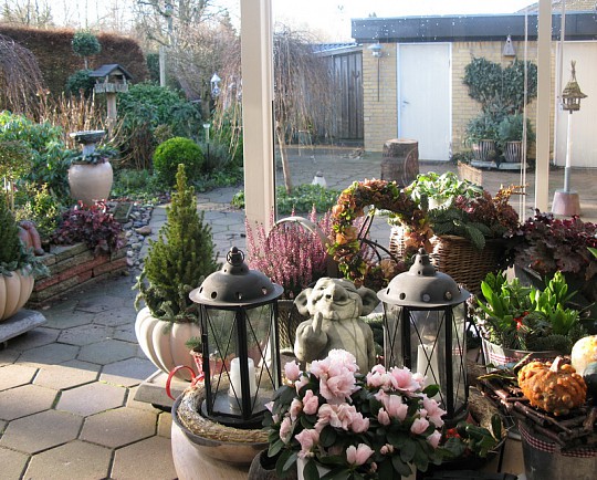Havenyt.dk efterår/vinter planter/blomster