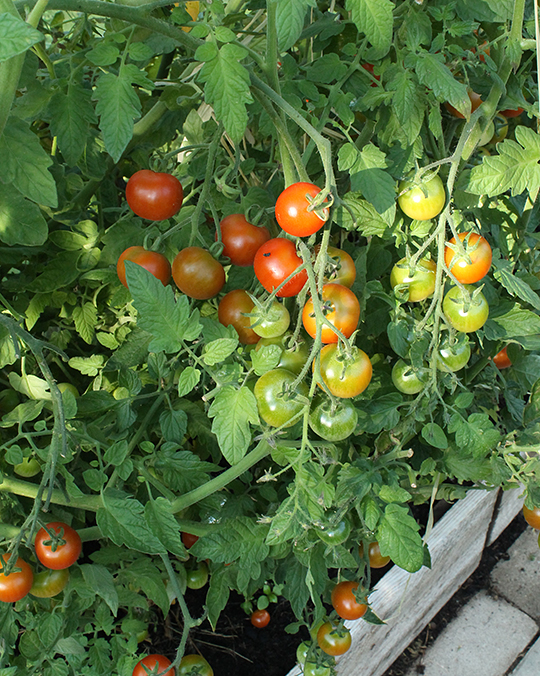 Røde tomater i massevis