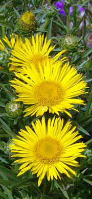 Atlant med gule blomster