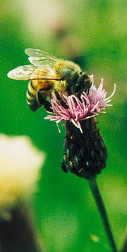 bi i blomst