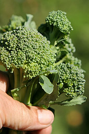 Buketter af broccoli
