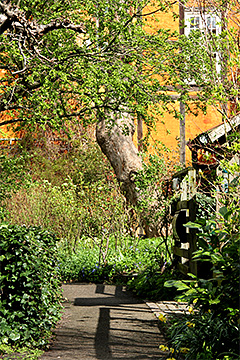 Det grønne spirer og gror i en gammel gårdhave på Christianshav