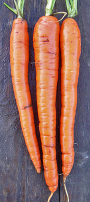 Lange gulerødder af sorten Imperator.