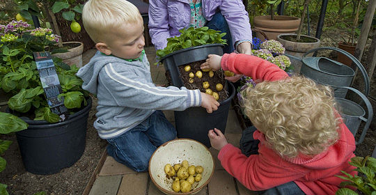 Børn høster kartofler i CombiPotatoes