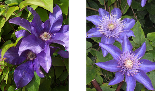 Clematis ‘The President’.
