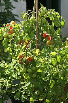 Tomater dyrket i krukke