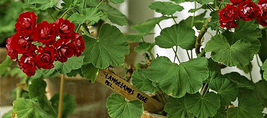 Langelands Rose er en smuk rød pelargonie