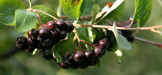 Aronia