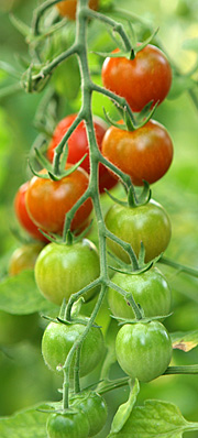 Tomaterne modner