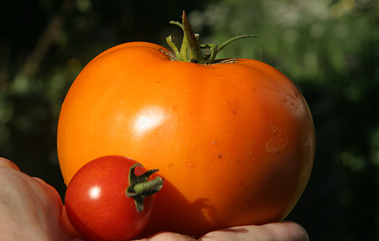 Tomater – store og små