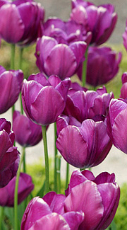 flotte lilla tulipaner