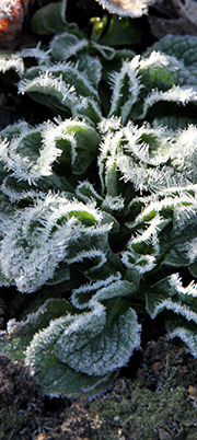 Vårsalat tåler frost og kulde
