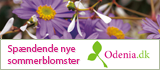 SP&aelig;ndende nye sommerblomster