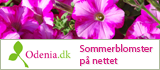 Sommerblomster p&aring; nettet