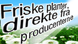Plantetorvet