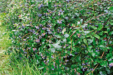 Blåbær af sorten ‘Heerma’ – buskene er ca. 8 år gam