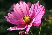 Cosmos er en letdyrkelig sommerblomst