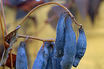 Fra sidst i oktober har blåbælg tykke blå bælge.