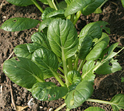 Tatsoi