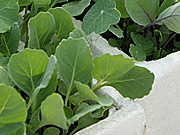 Udplantning af k&aring;l