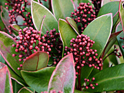 Skimmia