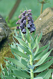 Persisk fritillaria