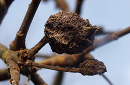 Frugtmumier