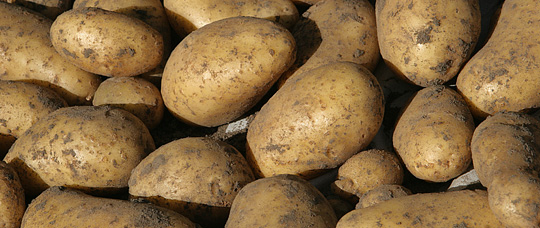 Kartofler