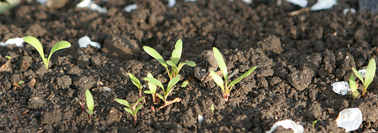 Kimplanter