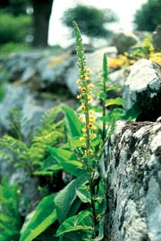 Kongelys (Verbascum)