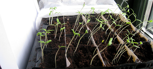 &Oslash;g lyset til tomatplanterne
