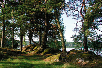 Gamle skovfyr i Växjö i Småland