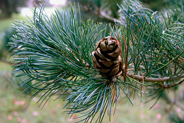 Penselfyr, Pinus parviflora.