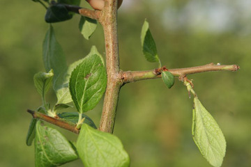 Prunusarter