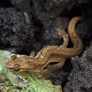 En salamander forveksles tit med et firben.