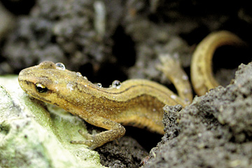 Salamander i urtehaven