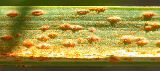 Rustsvampe på hvidløgsblad