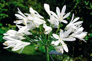 Agapanthus campanulatus ‘Albus’