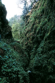 Lydford Gorge