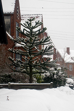 Abetræ i sne