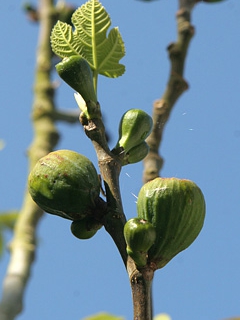 Figen med frugter og nye blade i foråret
