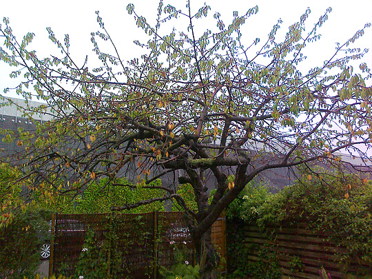 Det gamle kirsebærtræ