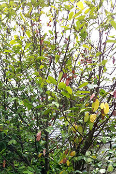visne og gule blade på laurbærkirsebær.