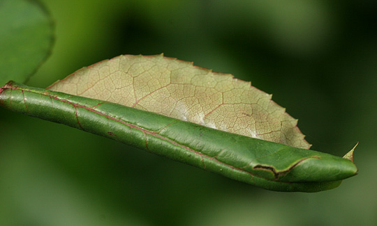 Sammenrullet rosenblad