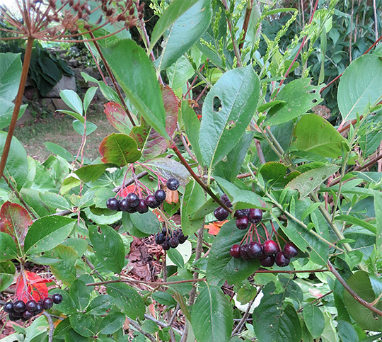 Busken med de sorte bær