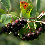 Surbær har sorte bær, som er meget sunde.