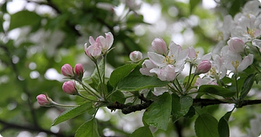 &AElig;bletr&aelig; i blomst