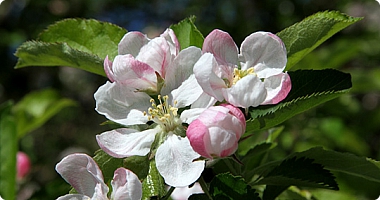 &AElig;bleblomster er smukke