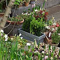 Plantesalg
